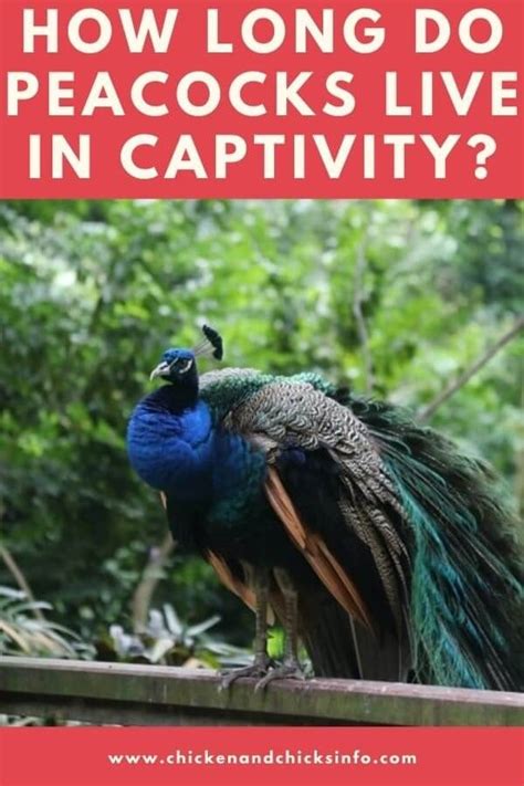 In general, they lay a fair amount of white, medium/large eggs. How Long Do Peacocks Live In Captivity? - Chicken & Chicks ...