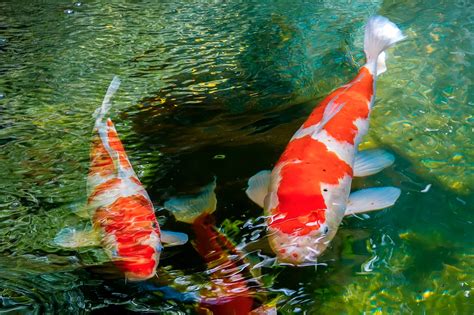 15 Facts About Keeping Koi Fish That You Must Know