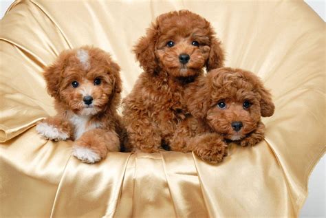 Poodles Wallpapers Wallpaper Cave