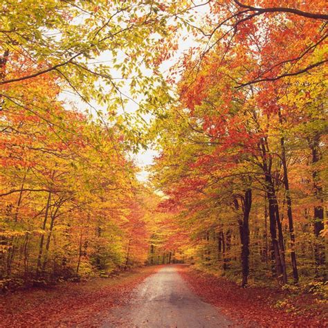 Heres When And Where To See Peak Fall Foliage New England Fall