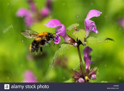 We would like to show you a description here but the site won't allow us. Download this stock image: bumblebee polinating the ...
