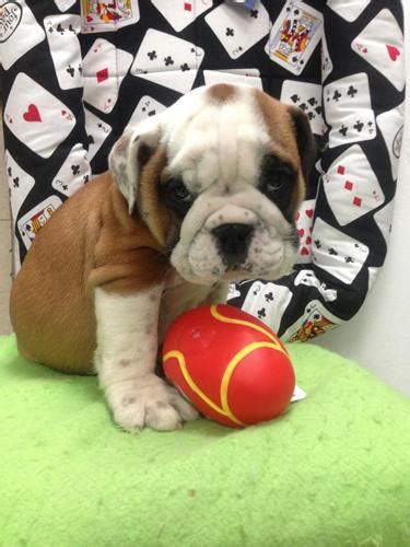 Well,if you are a puppy lover who need an english bulldog puppy we are here for you,our puppies for sale are cute,friendly,and full of love.contact us. gorgeous English bulldog puppies for sale in miami ...