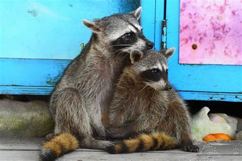 Raccoon Mating Season When Do They Breed Wiki Point