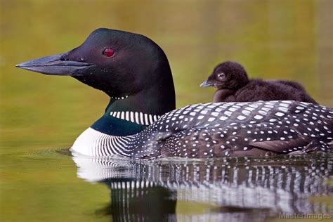 About Loons in the Adirondacks