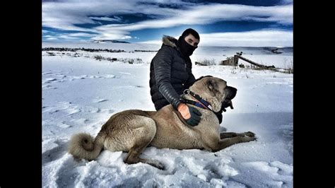 Turkish Shepherd Dogs Kangal Malaklı Boz Yörük Akbaş Çapar ve Anadolu Çoban Köpeği