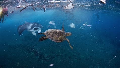 Pollution Plastique Des Mers Et Océans Arcachon Ecotours