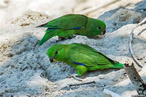 Parrot Encyclopedia Dusky Billed Parrotlet World Parrot Trust