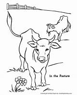 Coloring Cows Herd Cow Printable Popular sketch template