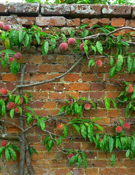 Peach Espalier Espalier Fruit Trees Orchard Garden Fruit Garden