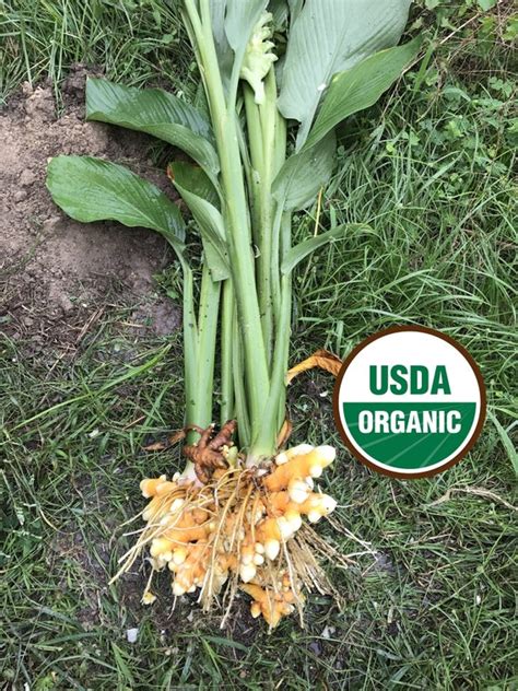 Lb Fresh Organic Turmeric Root Rhizome Grown In Etsy