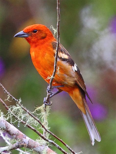 Flame Colored Tanager Male Ryanacandee Flickr