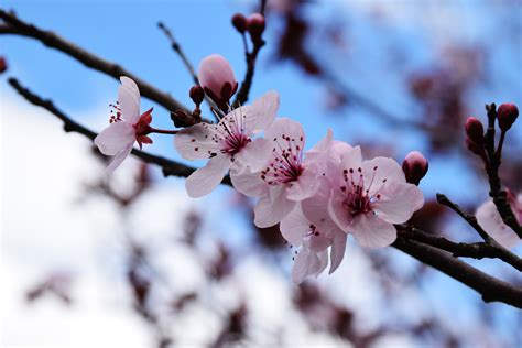 The park has over 300 recorded species of birds, making it an ideal destination for birdwatching, and has a waterfront trail to cycle, hike, and run. Free stock photo of flowers, nature, pink