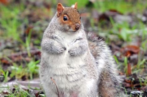 Squirrels Around The World Have Got Really Fat Because Of