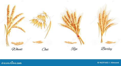 Ears Of Wheat Oat Rye And Barley Stock Vector Illustration Of