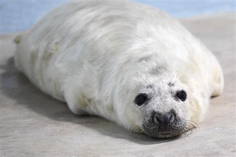 Gray Seal Pup Born At Brookfield Zoo Chicago News Wttw