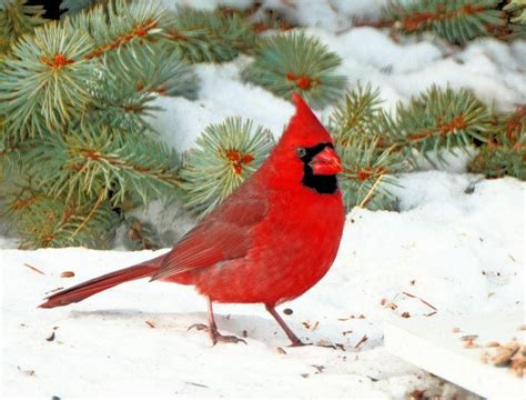 19 Magical Bird Photos Of Cardinals In Snow Birds And Blooms