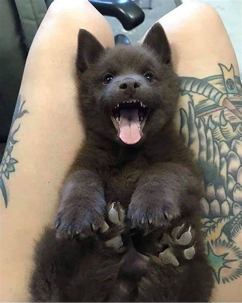 Baby Black Wolf Pup Cute Animals Cute Baby Animals Baby Animals Funny