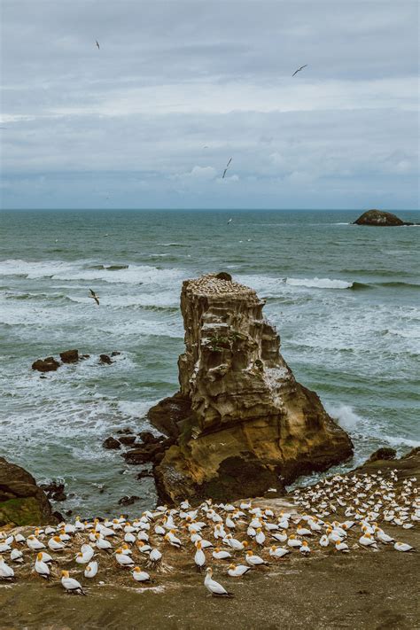 Epic New Zealand Black Sand Beaches Of Auckland Thestylejungle