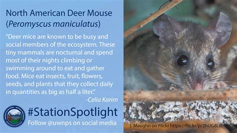 North American Deer Mouse Peromyscus Maniculatus Uwnps