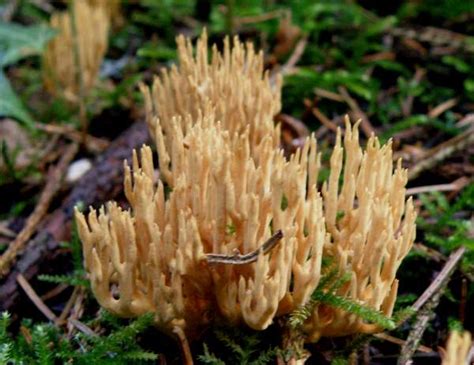 Ramaria Flaccida A Coral Fungus