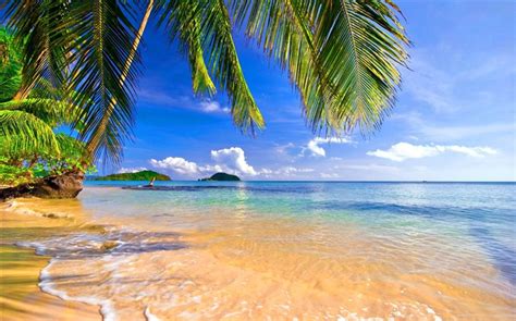 Shore Palms Tropical Beach Summer Scenery Hd Wallpaper