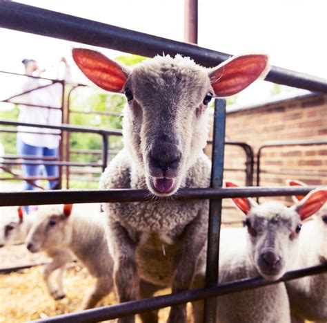 Visit Us Animal Farm In Hertfordshire Standalone Farm