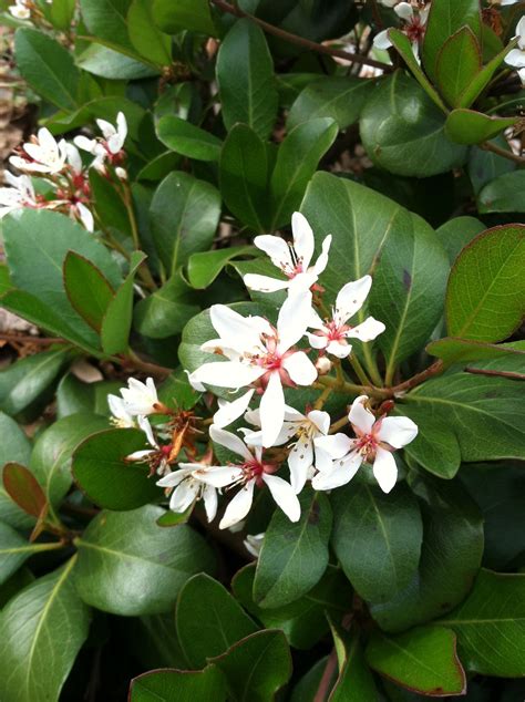 Flowering season the tree sheds its leaves and bears large showy flowers. India Hawthorne - small evergreen shrub with white flowers ...