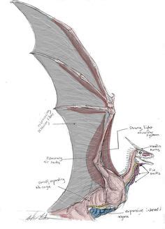 You need to imagine the areas of tension first. OOAK Fairy Dolffie Dragon Wing sheets | Templates ...