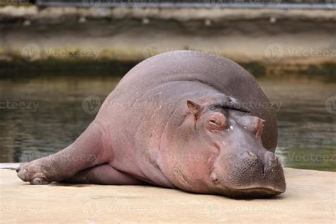 Hippo Sleeping 718391 Stock Photo At Vecteezy