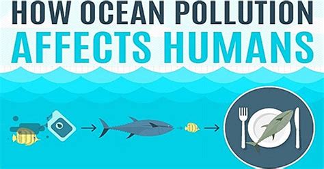Alizul Infographic How Ocean Pollution Affects Humans