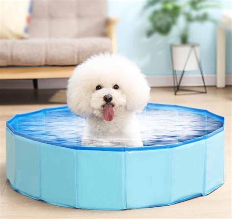 The Best Dog Pools For Your Dog Nurturing Pets