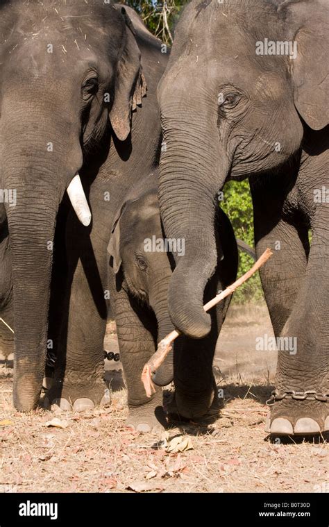 Indian Elephants Trunks Hi Res Stock Photography And Images Alamy