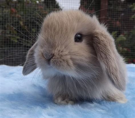 Mini Lop For Sale Rabbits Breed Information Omlet