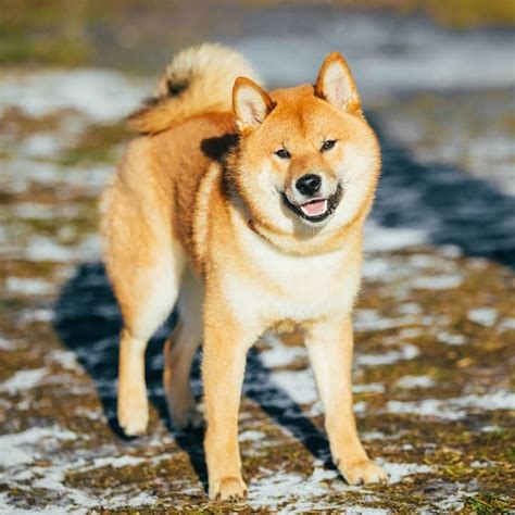Mastering The Shiba Inu Temperament What You Need To Know