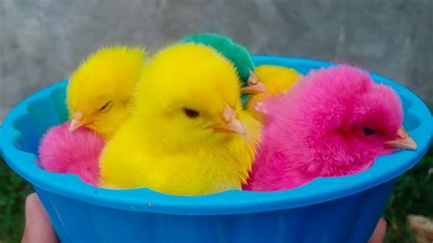 Mencari Hewan Lucu Ayam Pelangi Ayam Rainbow Ayam Warna Warni Ayam