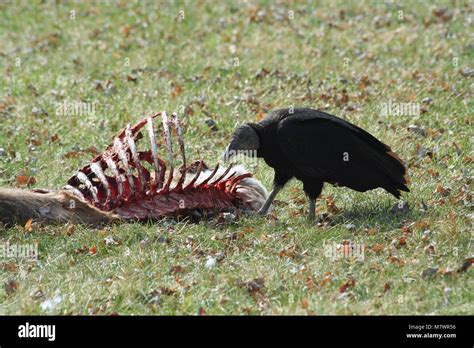 A Black Vulture Eating A Deer Carcass Stock Photo Alamy