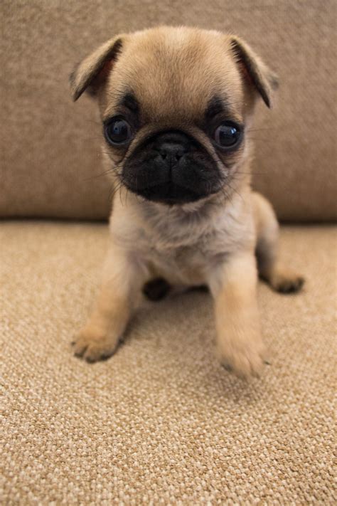 28 Cute Pug Puppy Newborn Picture Uk Bleumoonproductions
