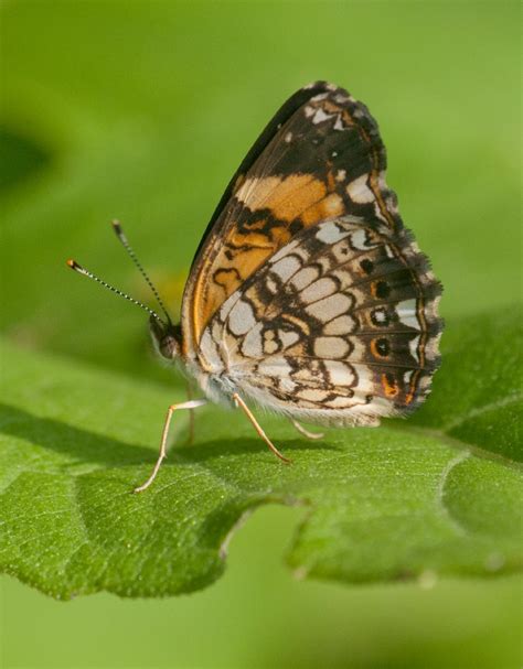 Silvery Checkerspot Alabama Butterfly Atlas