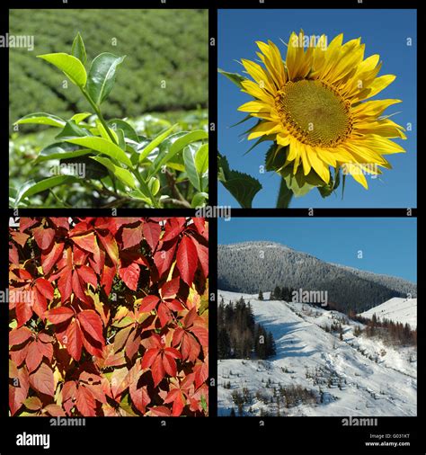 Four Seasons Nature Collage Stock Photo Alamy