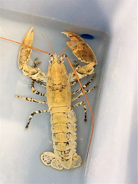 Rare Calico Lobster Saved From Red Lobster When Employee Spotted The