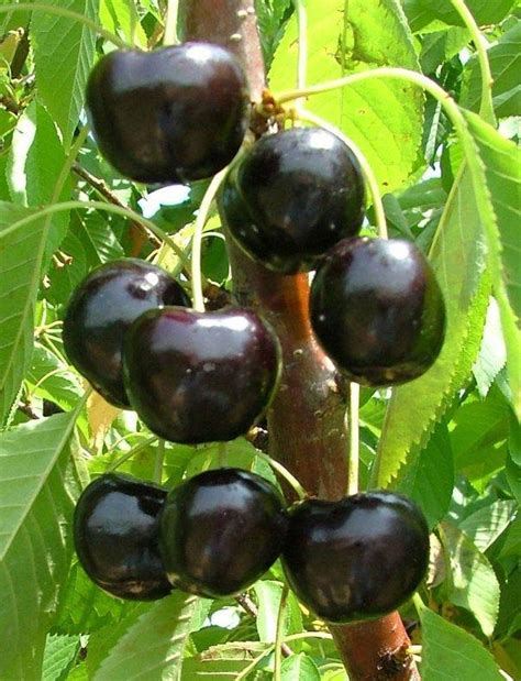 Buy Kordia Dwarf Gisele Online Crj Fruit Trees Nursery Uk