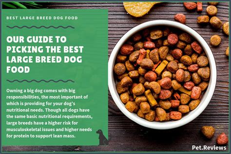 10 Best Healthiest Dog Foods For Large Breed Dogs In 2019