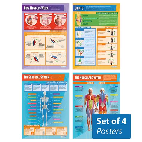Buy Muscular Skeletal System S Set Of 4 Science S Laminated