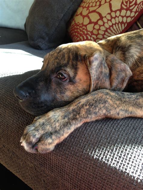 Boxer Great Dane Mix Puppies Pin By Gemoy Puppie