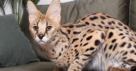The 15 Most Expensive Cat Breeds A Z Animals