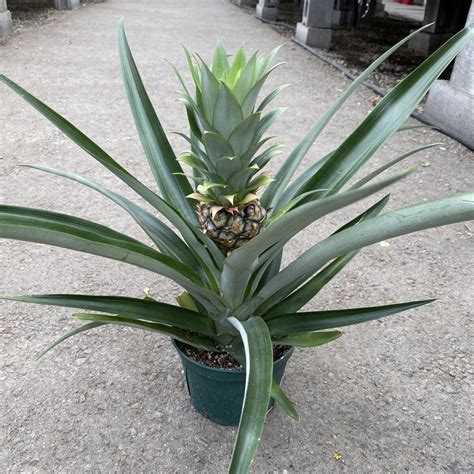 Pineapple Plant (Ananas Comosus) - Tropicals & Houseplants - Cochrane Garden Center