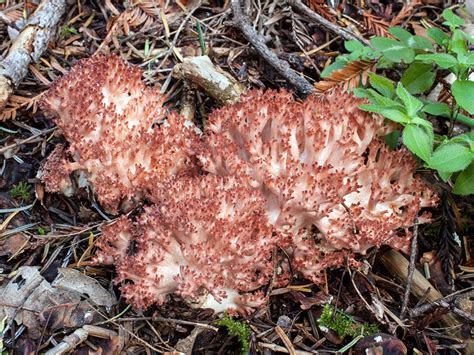 California Fungi Ramaria Botrytis