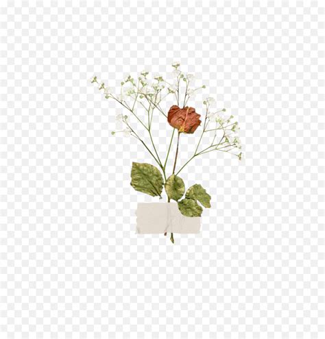Freetoedit Aesthetic Vintage Flower Aestheticflower Flo Aesthetic