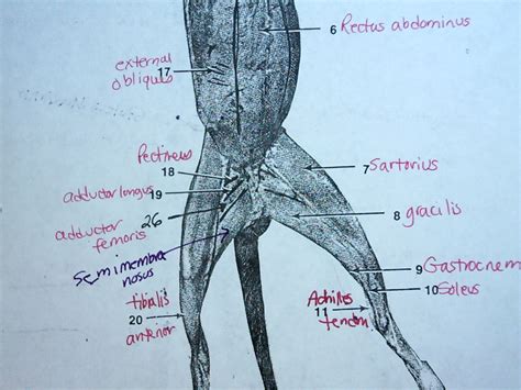 Cat Muscle Anatomy Anatomy Book