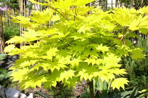 14 Varieties Of Japanese Maple Trees With Great Foliage